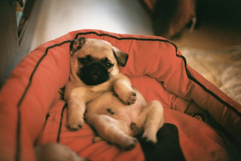 Pug Puppy in Bed