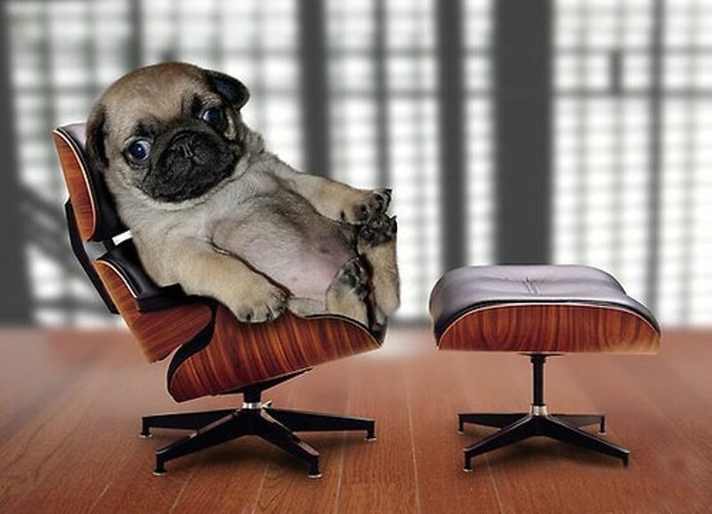 Pug Puppy in Chair