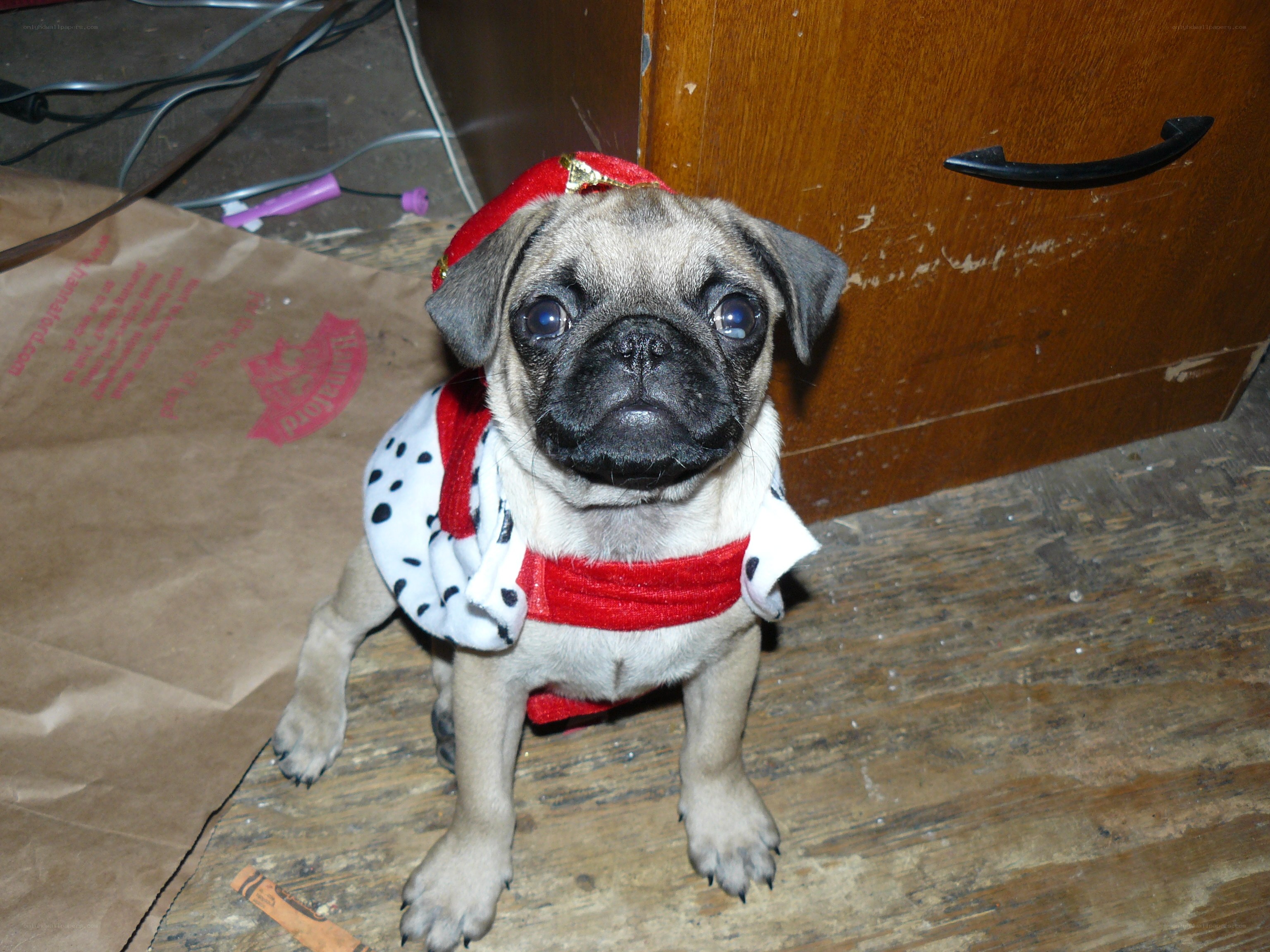 pug puppy in costume
