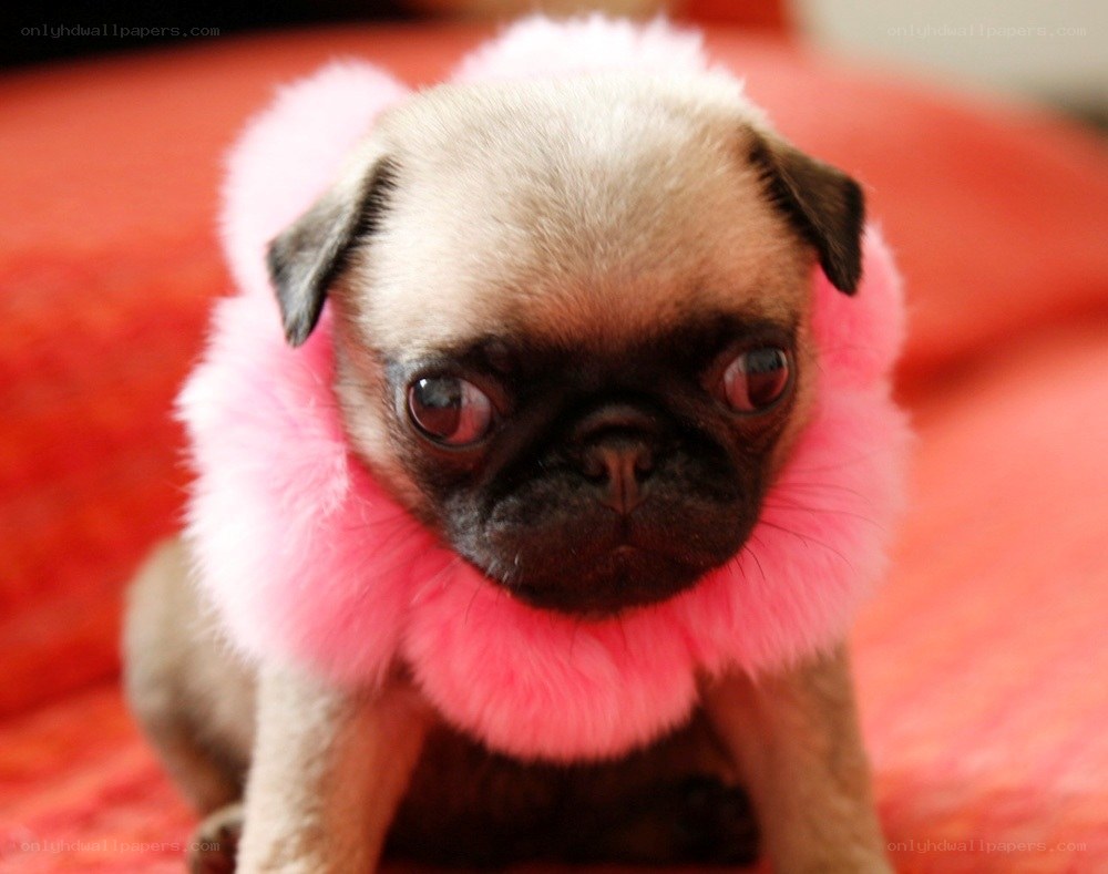 pug puppy in pink fur