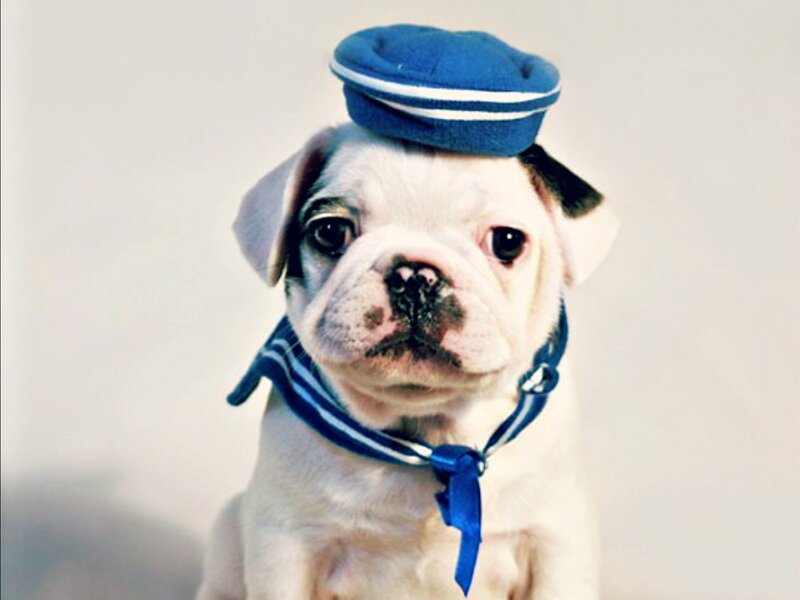 Pug Puppy in Sailor Hat