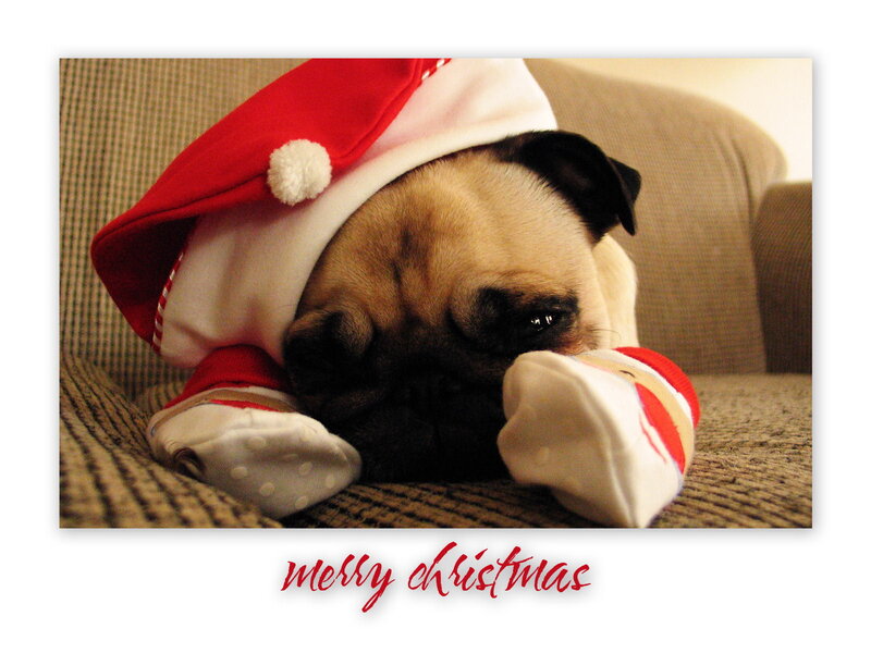 Pug Puppy in Santa Hat