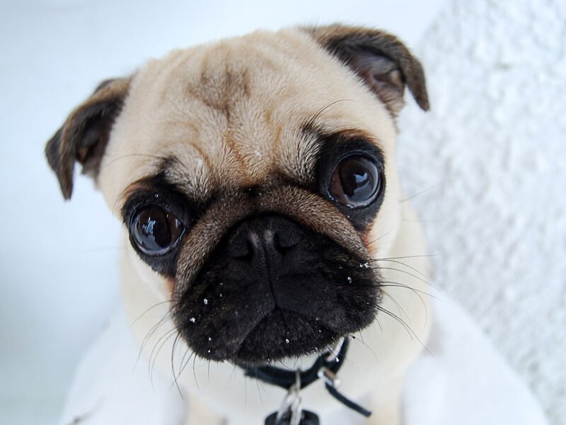Pug Puppy in Snow — White, Calm