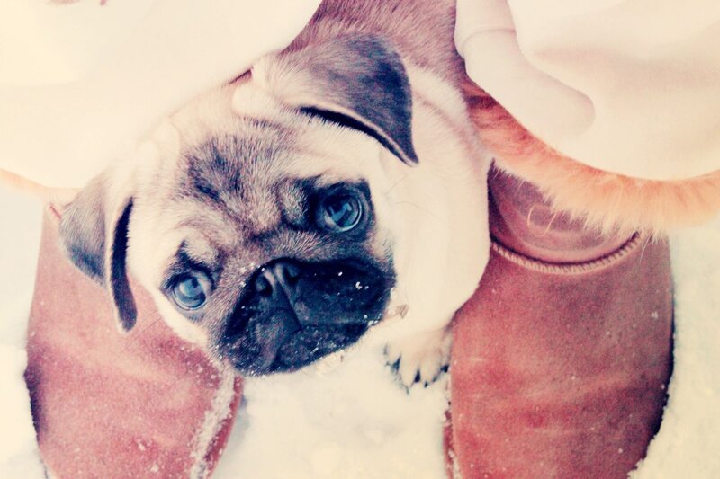Pug Puppy in Snow — White
