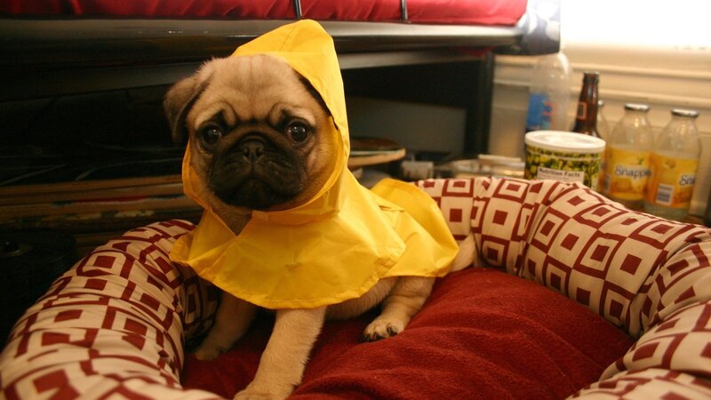 pug puppy in yellow raincoat