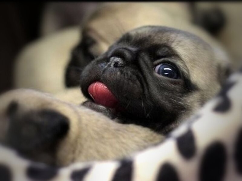 Pug Puppy Licking