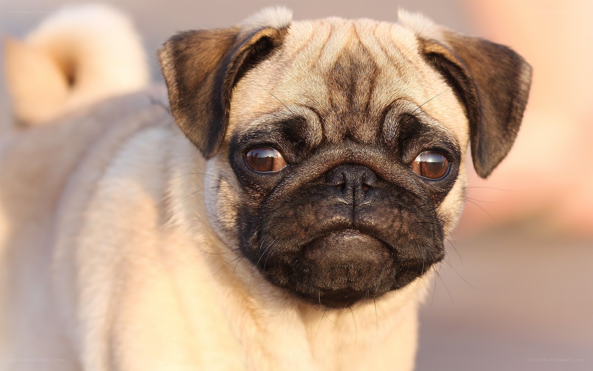 pug puppy looking at camera