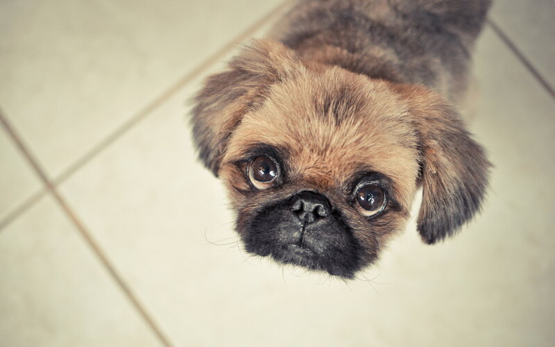 Pug Puppy Looking Up — Brown