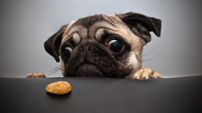 Pug Puppy Looking Up — Gray, Curious