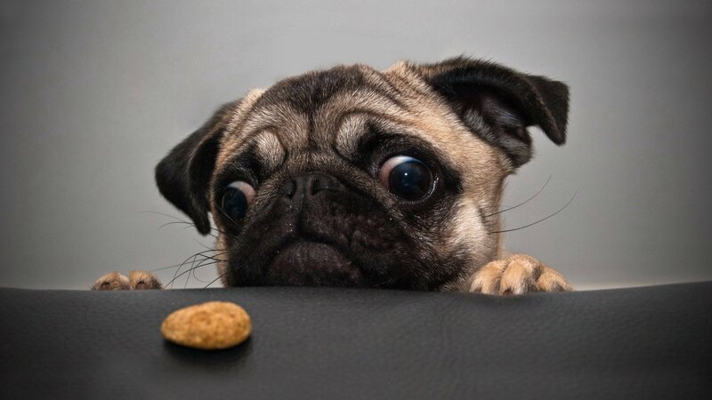 Pug Puppy Looking Up — Gray