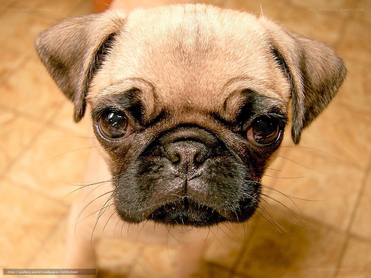 pug puppy looking up