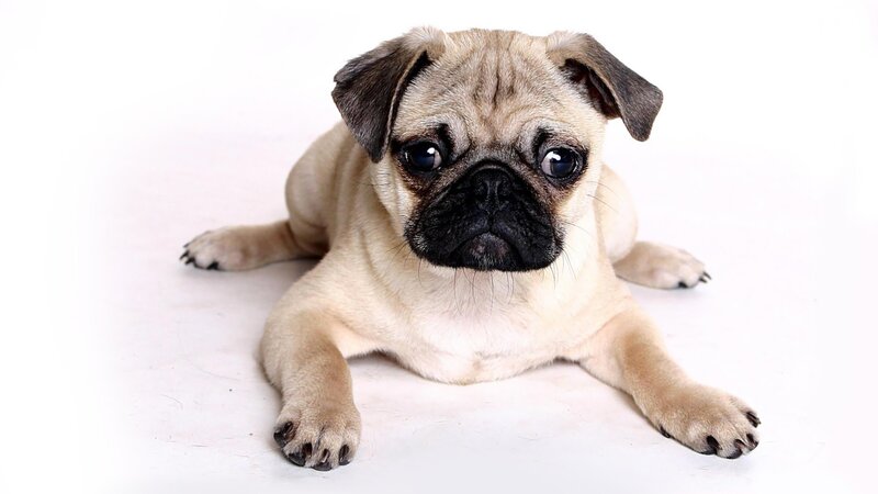 Pug Puppy Lying Down — Beige