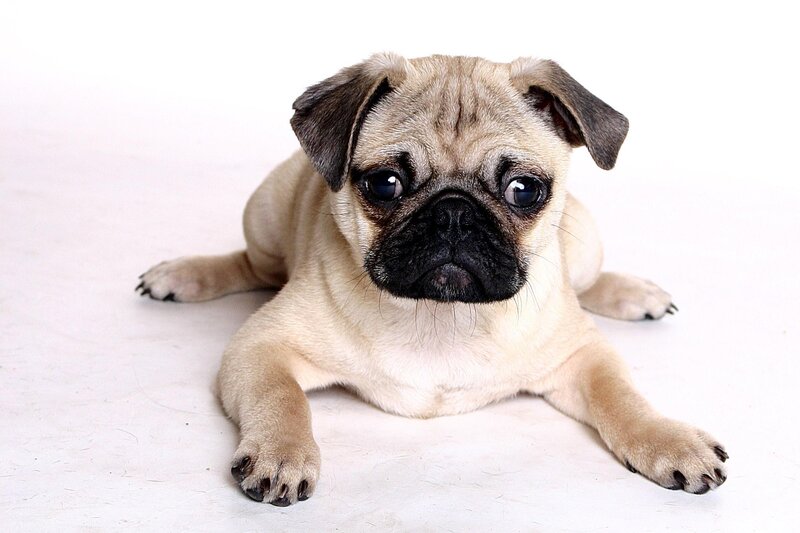 pug puppy lying down