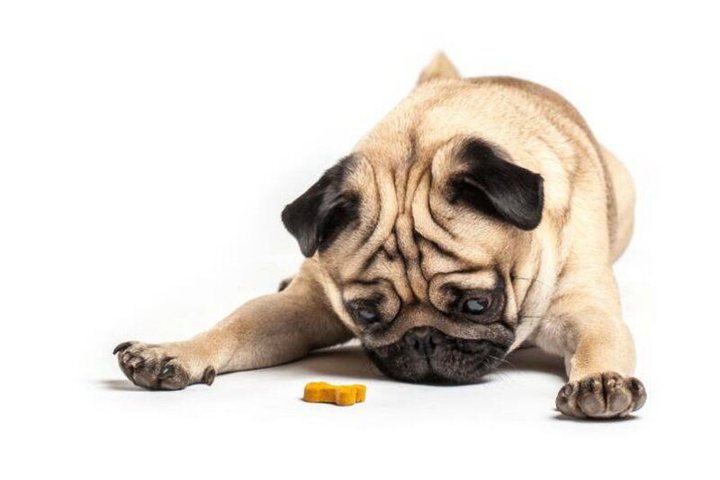 Pug Puppy Lying Down — White