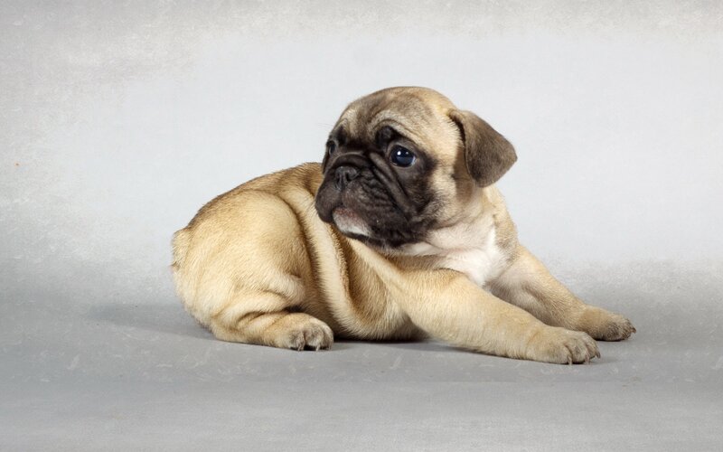 Pug Puppy Lying