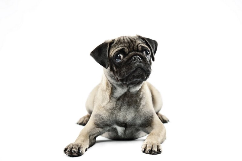 Pug Puppy Lying — White