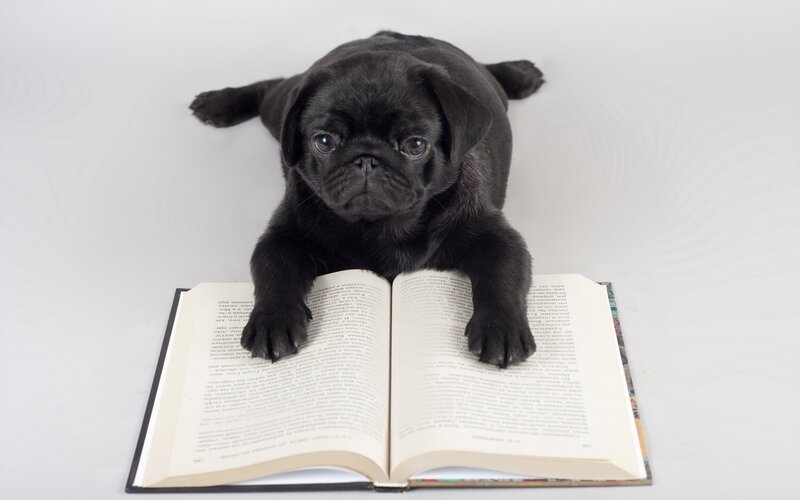 pug puppy on book