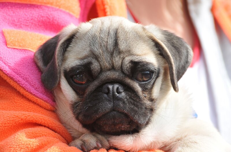 pug puppy on colorful blanket