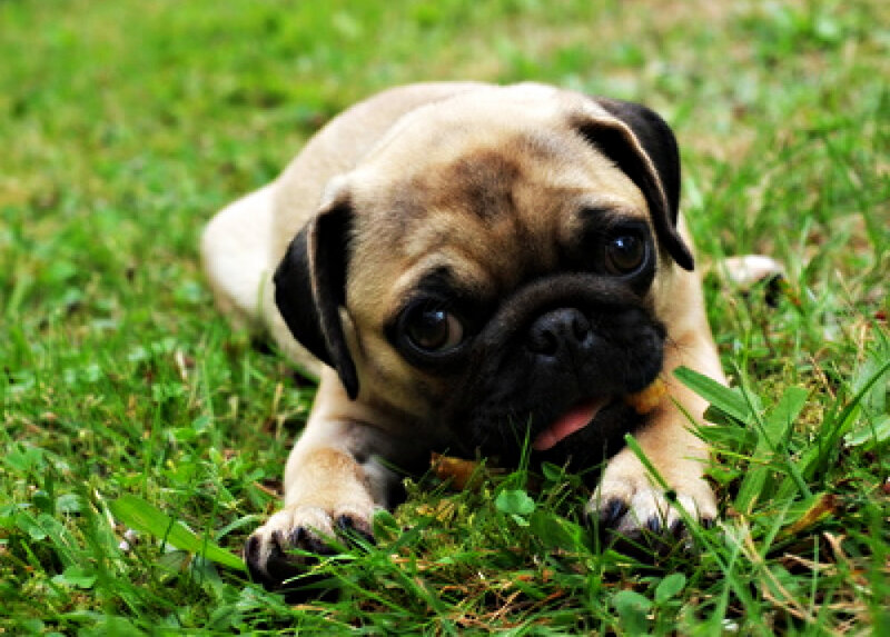 Pug Puppy on Grass — Green