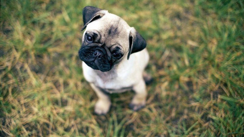 Pug Puppy on Grass