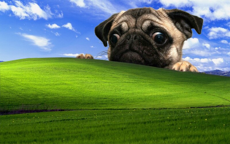 Pug Puppy on Hill