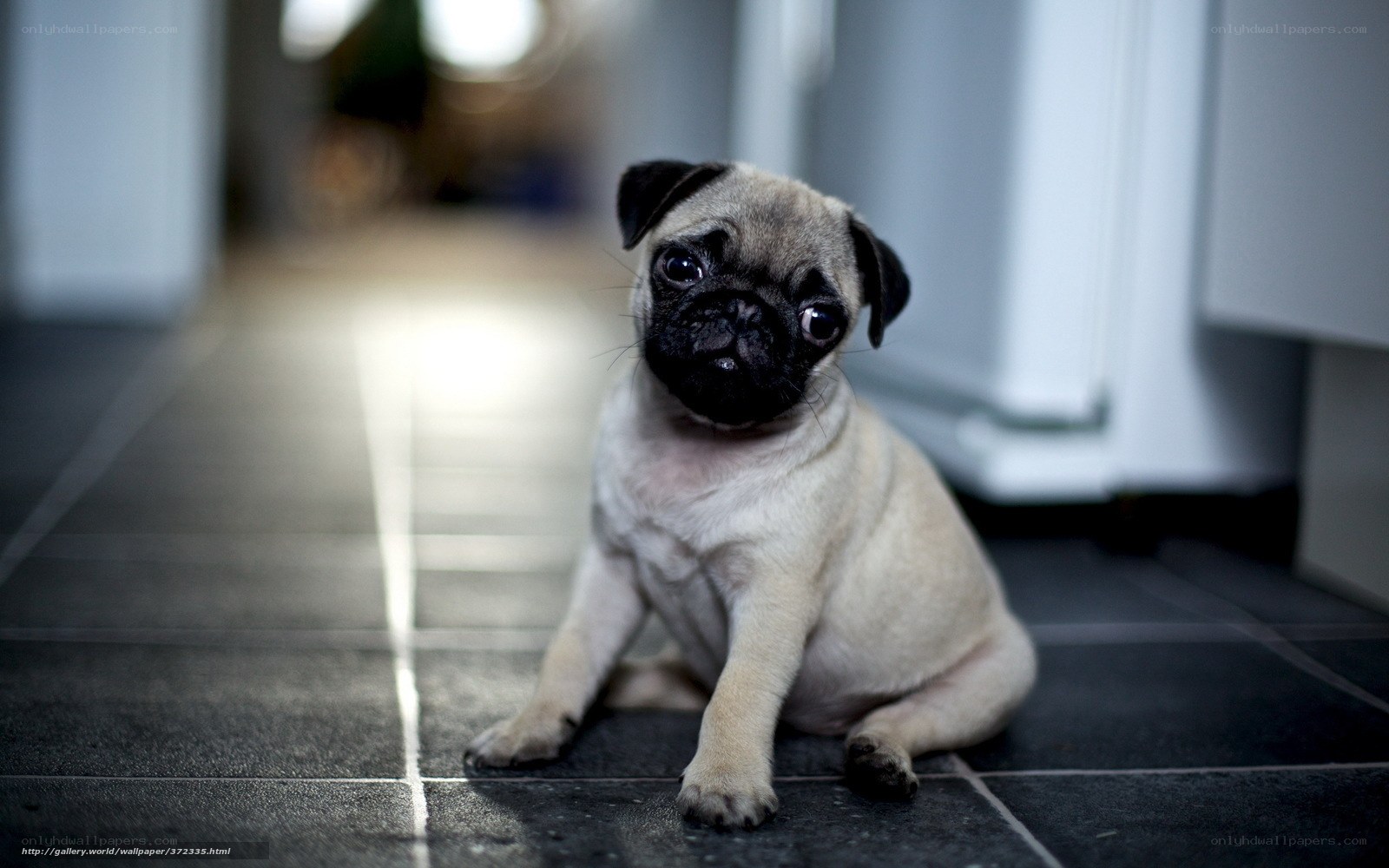 pug puppy on tiled floor