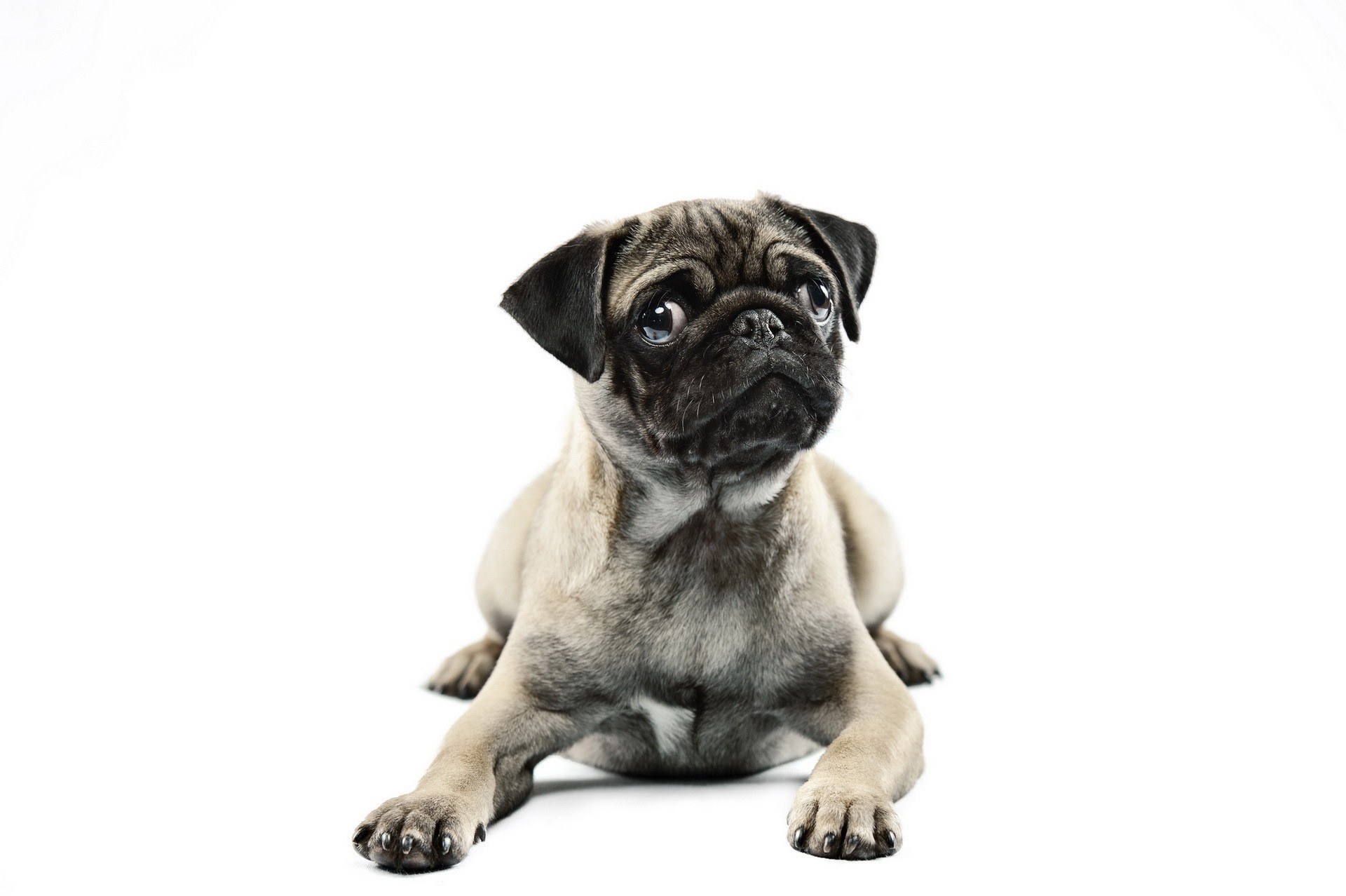 pug puppy on white background