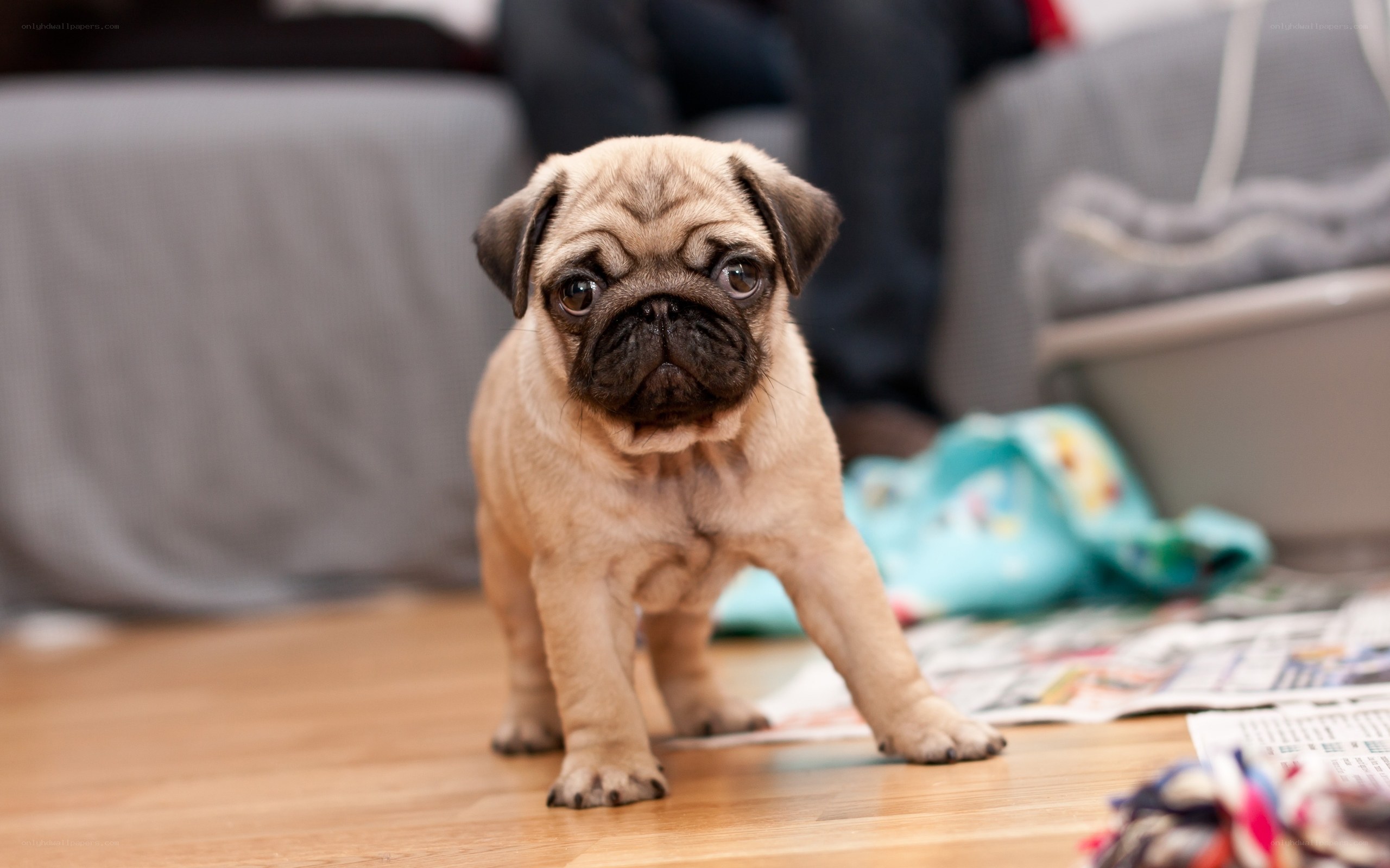 pug puppy on wooden floor