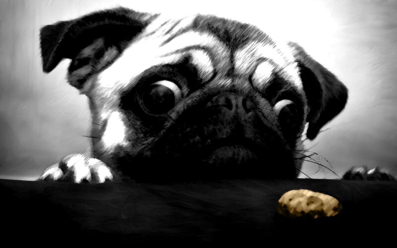 Pug Puppy Peeking — Black
