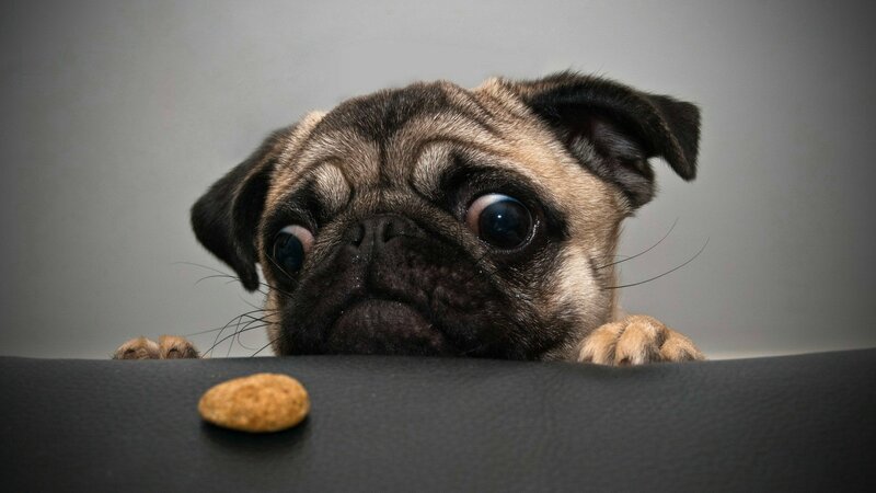 Pug Puppy Peeking