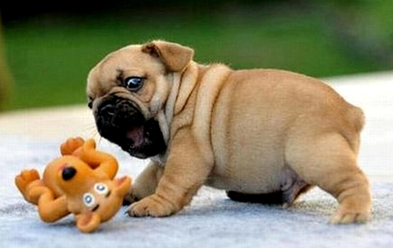 Pug Puppy Playing