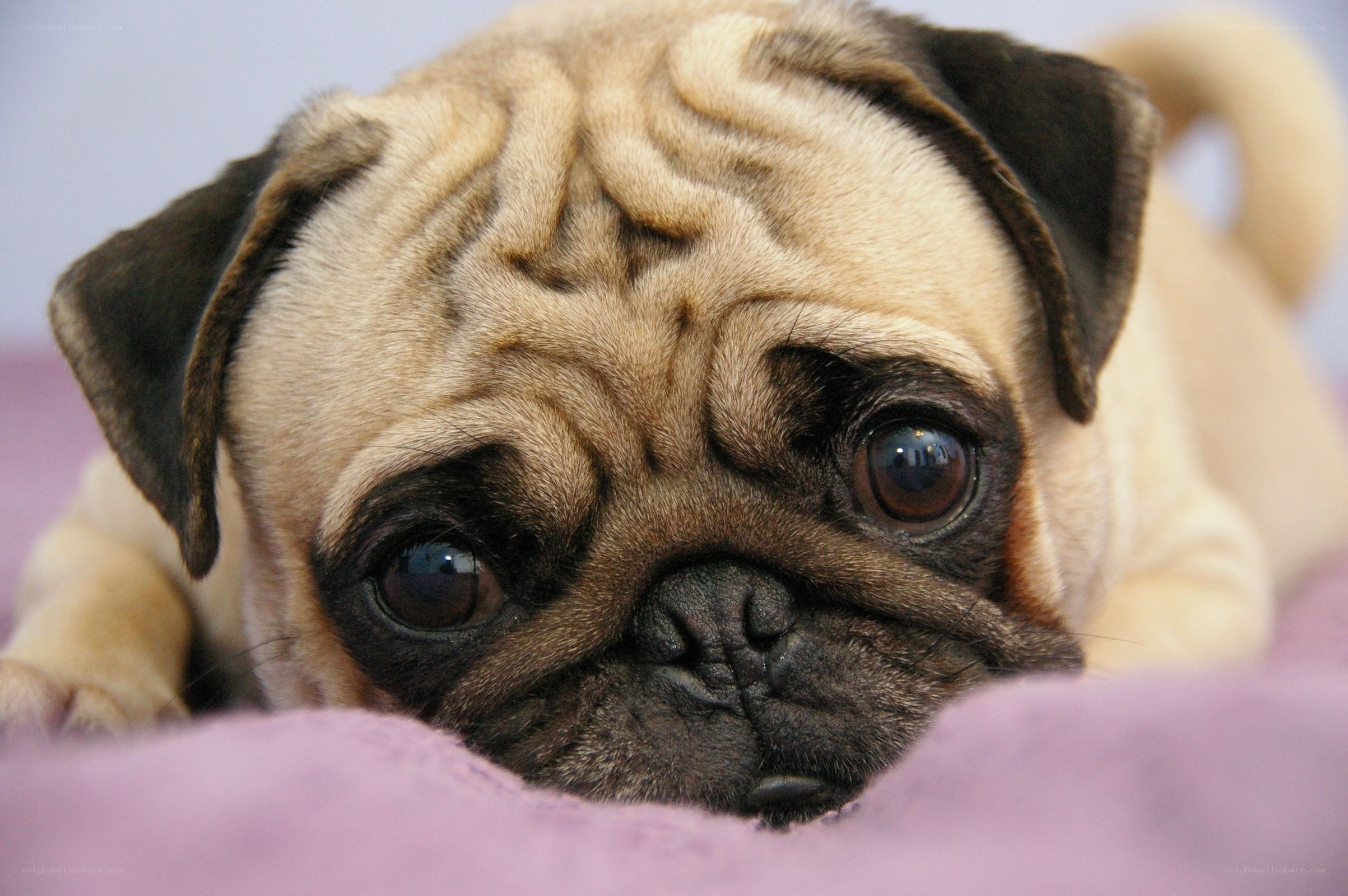pug puppy resting on blanket