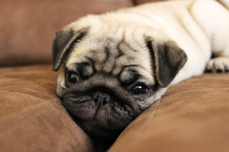 Pug Puppy Resting