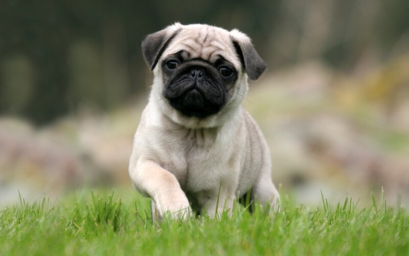 Pug Puppy Running