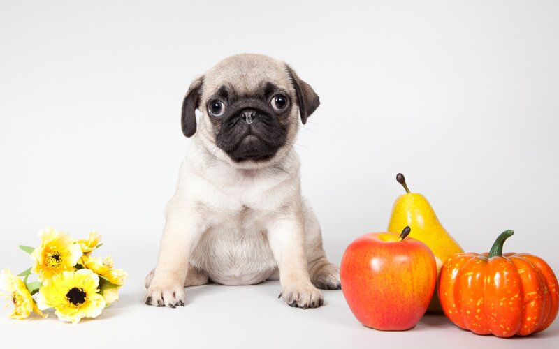 Pug Puppy Sitting — White