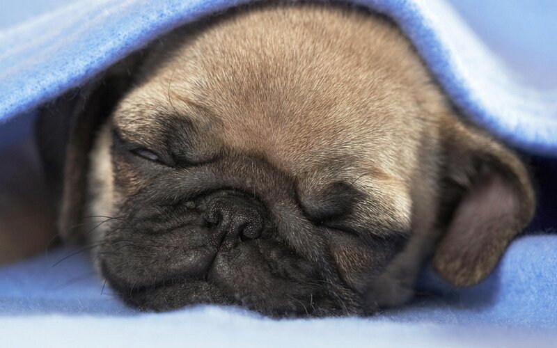 Pug Puppy Sleeping — Blanket