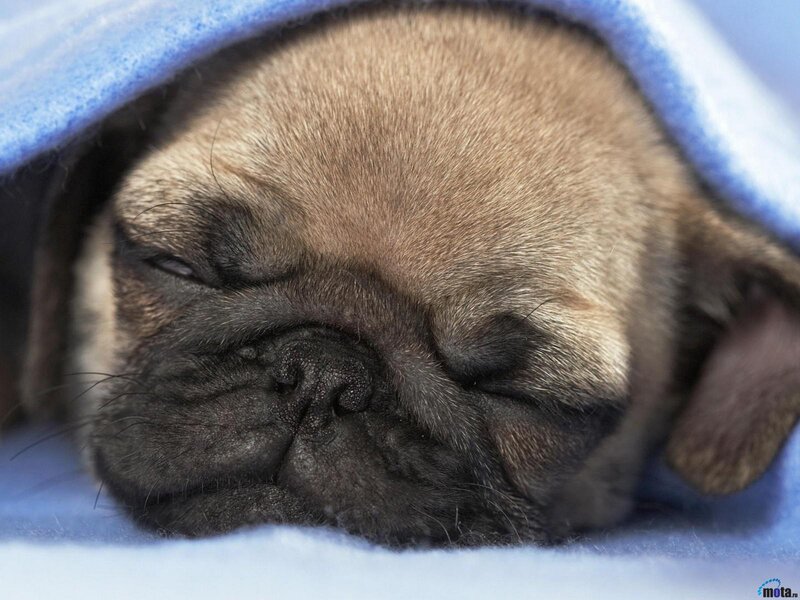 Pug Puppy Sleeping — Blue, Peaceful, Photograph