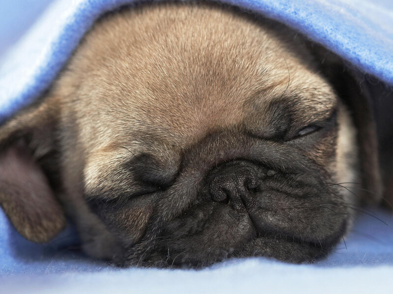 Pug Puppy Sleeping — Blue