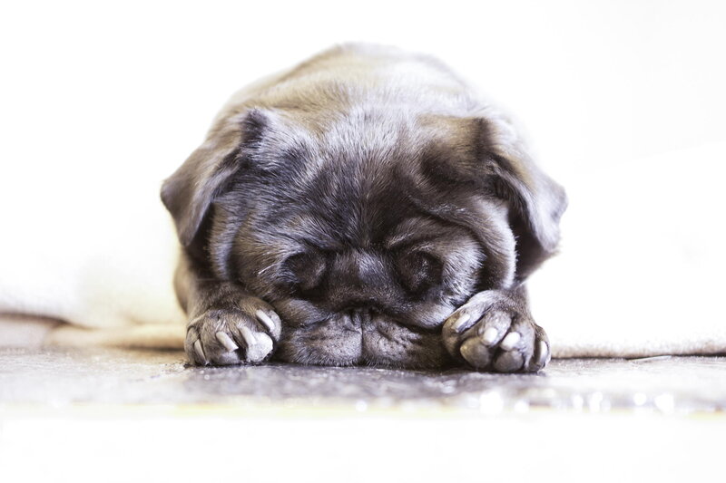 Pug Puppy Sleeping — Gray