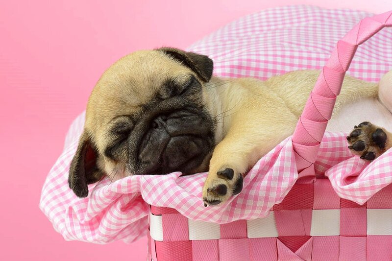 Pug Puppy Sleeping — Pink, Peaceful