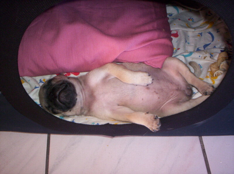 Pug Puppy Sleeping — Pink