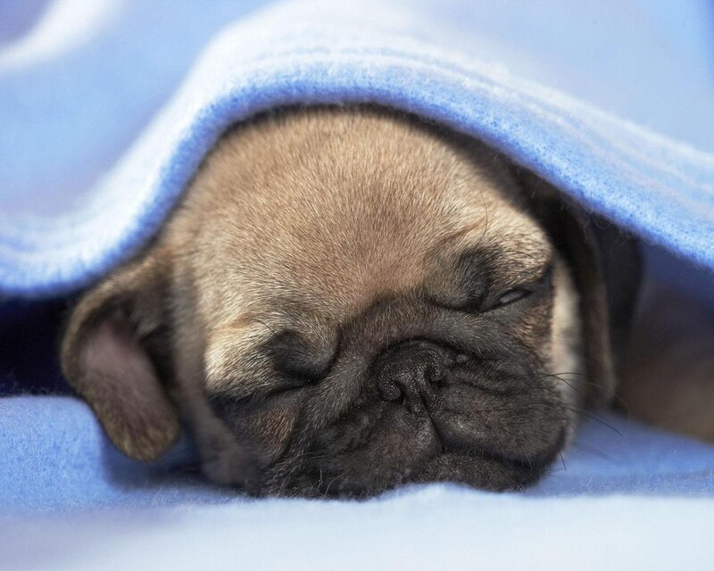 Pug Puppy Sleeping