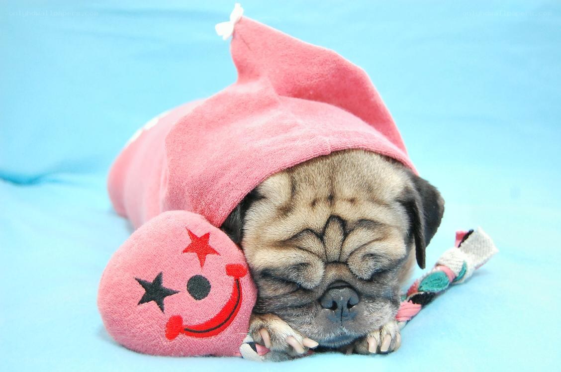 Pug puppy sleeping with hat