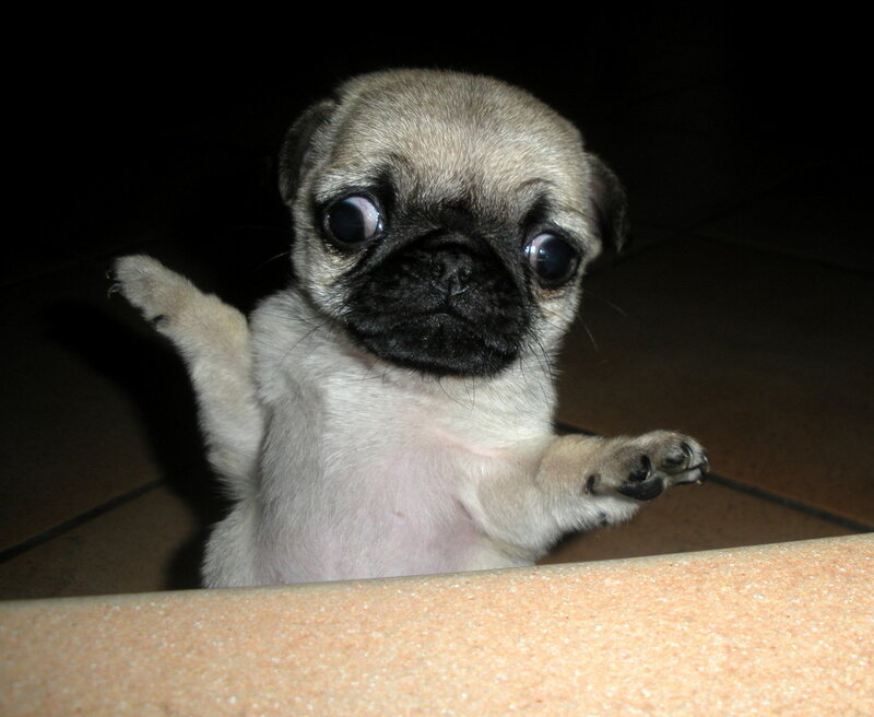 Pug Puppy Standing — Beige