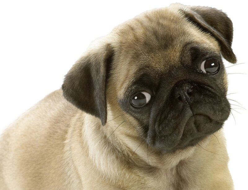 Pug Puppy