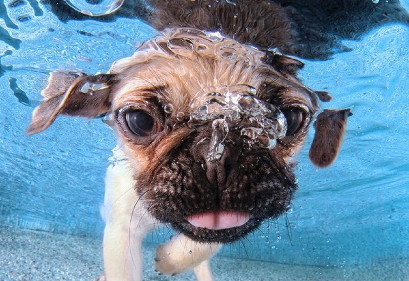 Pug Puppy Underwater