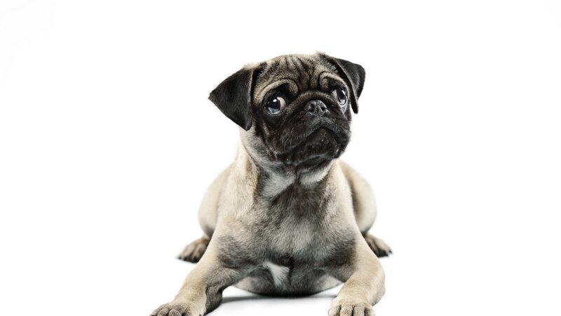 Pug Puppy — White, Neutral