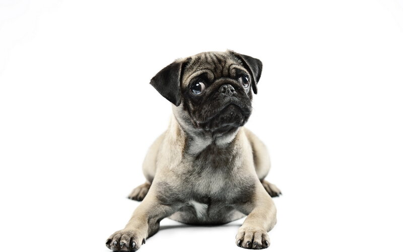 Pug Puppy — White