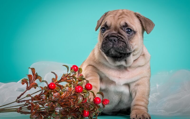Pug Puppy with Berries