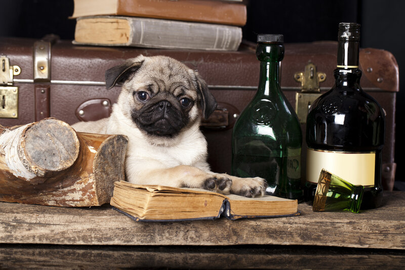 pug puppy with books and bottles